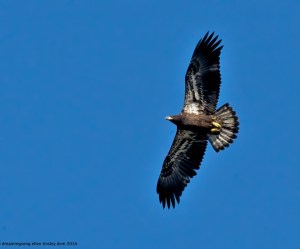 _RK_2839 Arctic soaring 2014 (1)