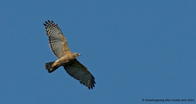 _RK_3205 red-shoulder hawk 2014