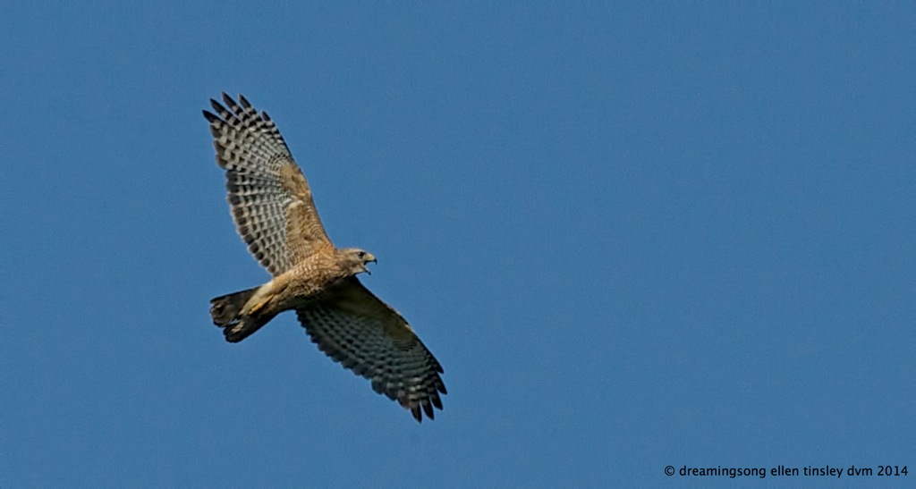 _RK_3205 red-shoulder hawk 2014