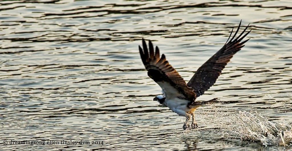 _RK_0014 osprey morning catch 2014