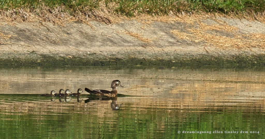 _RK_0355 wood duck hen and ducklings 2014