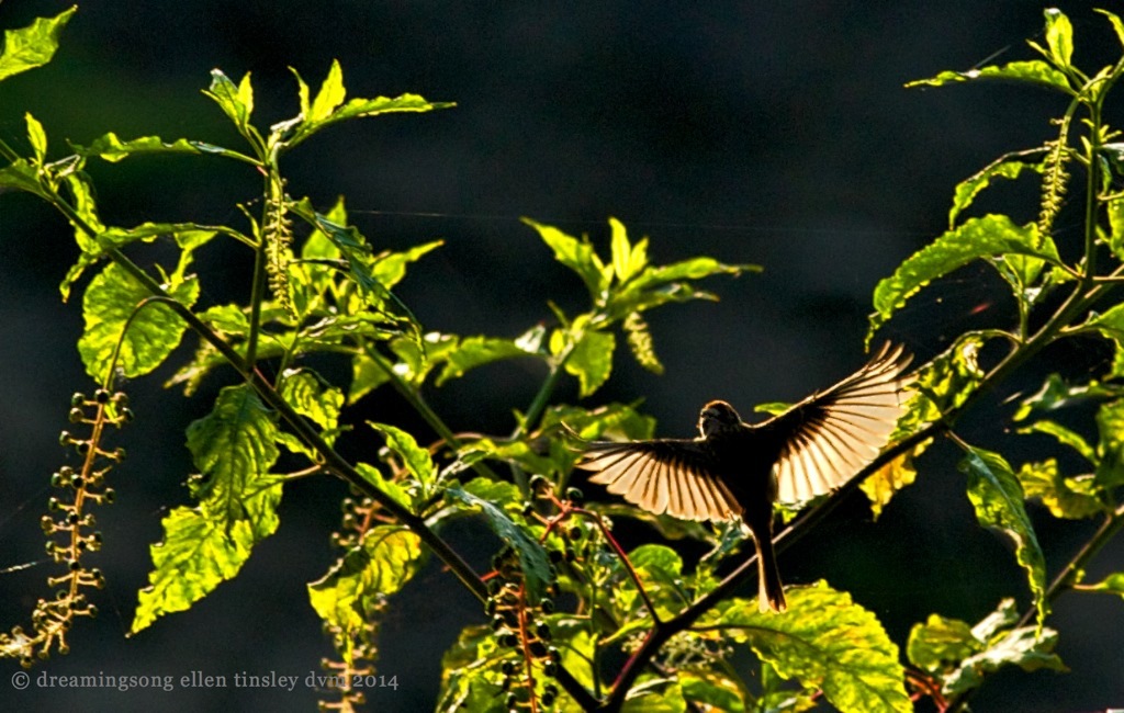 _RK_0410 chipping sparrow shadow light 2014