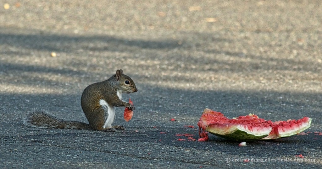 _RK_0595 squirrel watermelon2014