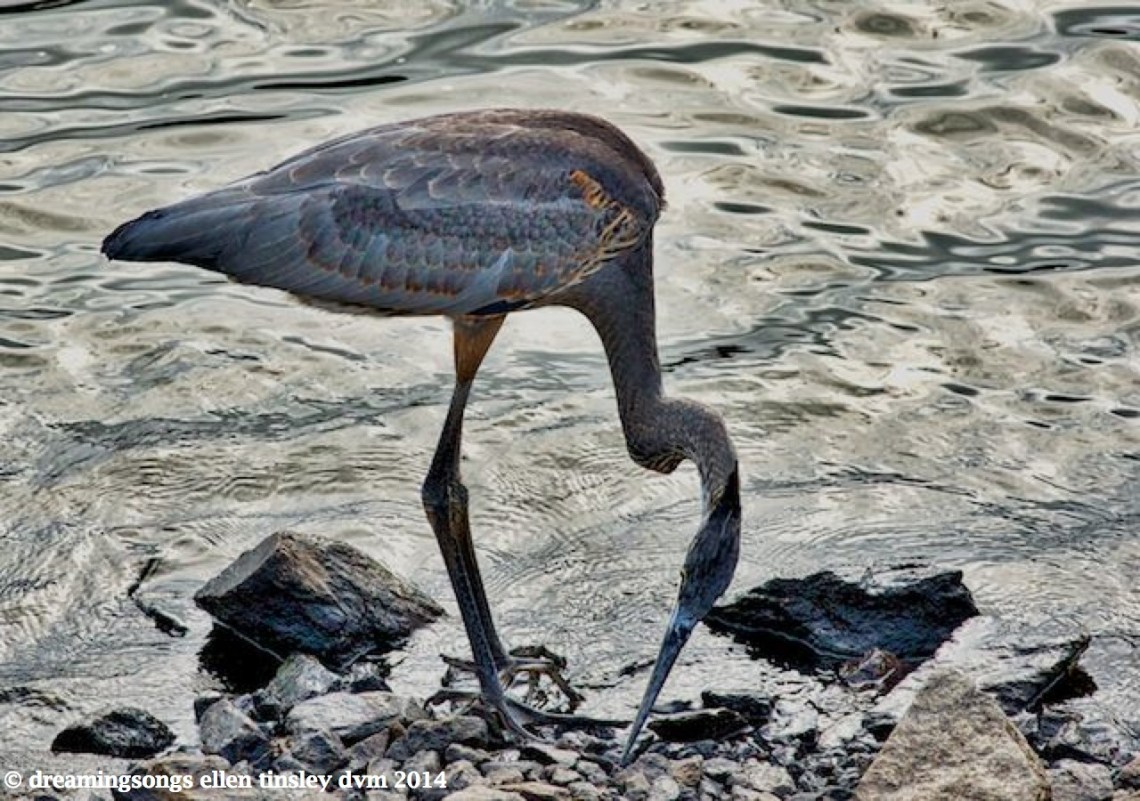 _RK_1467 iridescent GBH 2014_1