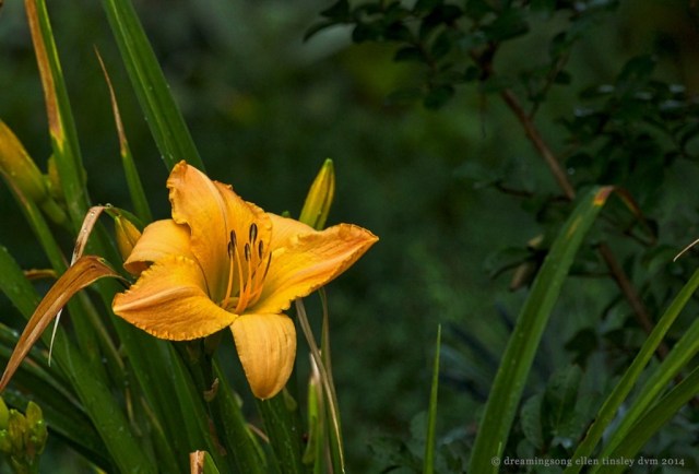 _RK_1498 day lily in summer rain2014