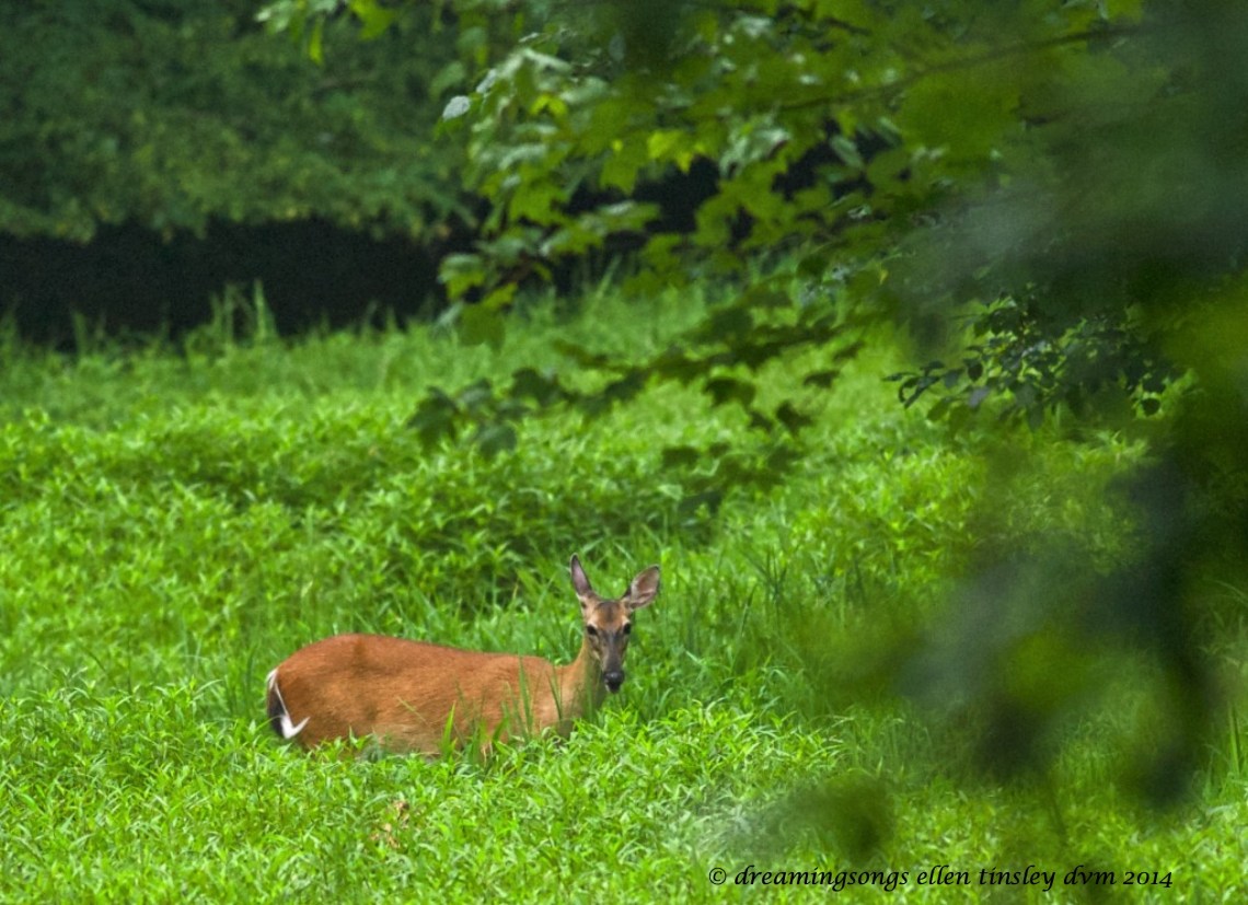 _RK_1724 doe Sunday brunch2014_1