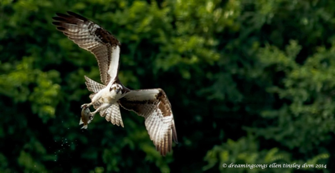 _RK_1981 osprey fish tilted2014_1