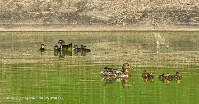 _RK_2104 2 duck families 2014_1
