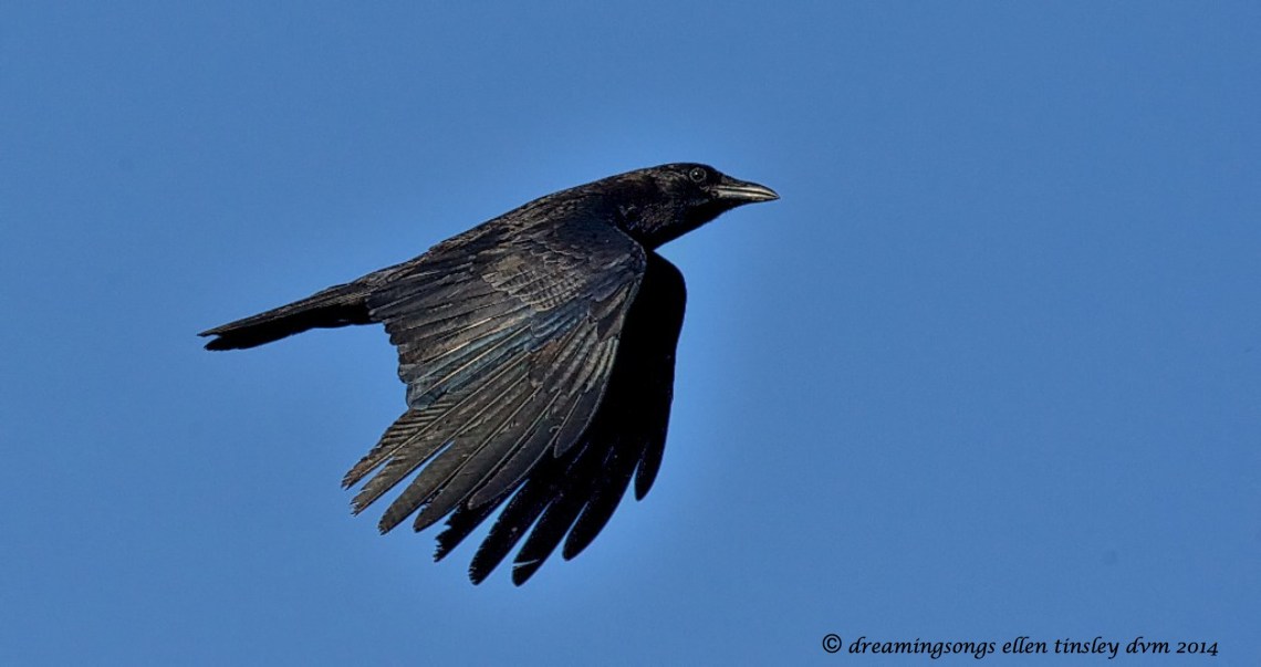 _RK_2245 iridescent crow2014_1