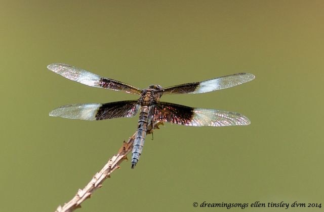 _RK_2596 - Version 3 Alison dragonfly 2014_1