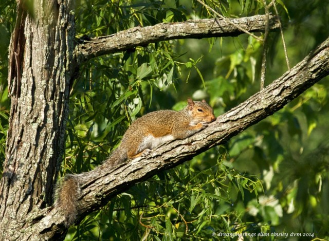 _RK_2645 squirrel lizard 2014_1