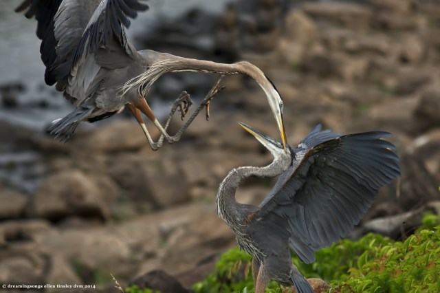 _RK_2899 heron dispute 50 jpg 2014 (1)