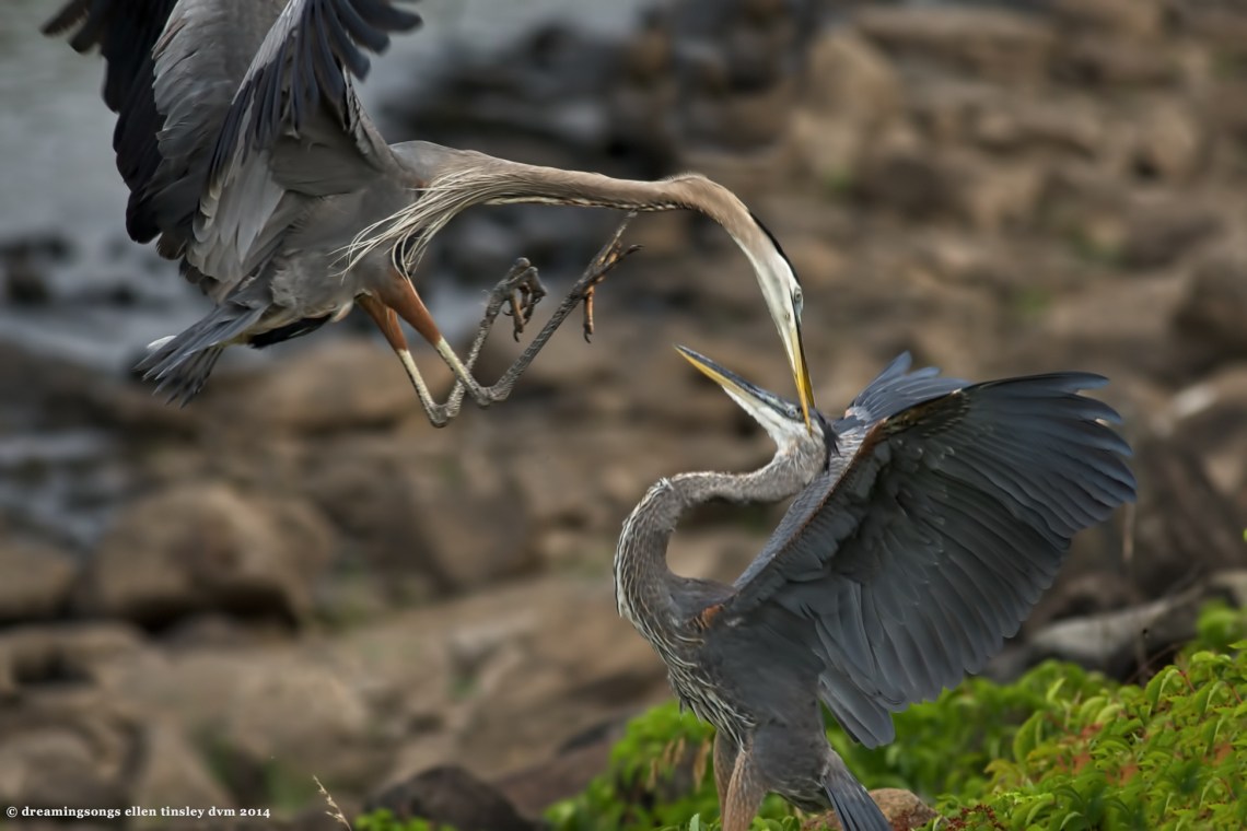 _RK_2899 heron dispute 50 jpg 2014 (1)
