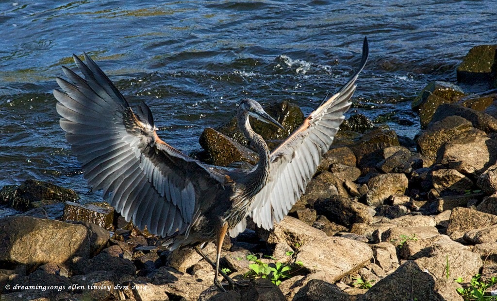 _RK_3278 gbh greeting sun 2014