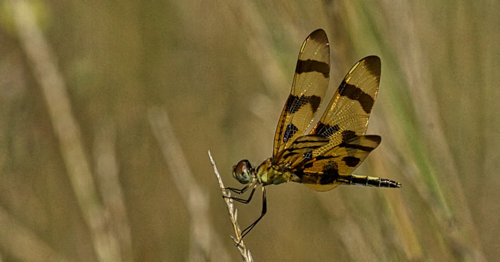 _RK_3736 Halloween pennant dragonfly 2014
