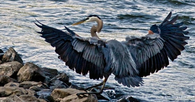 _RK_7061 blue river blue heron2014