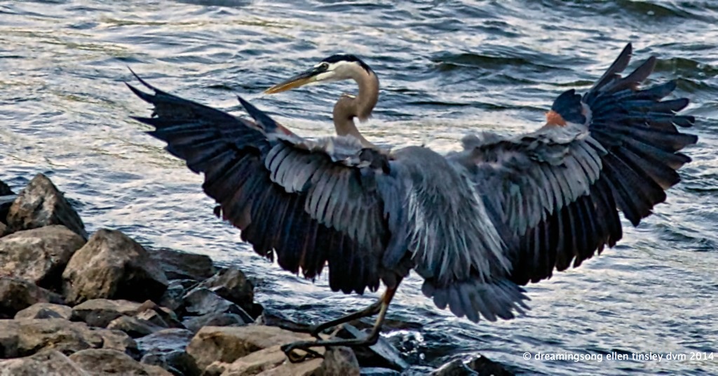 _RK_7061 blue river blue heron2014
