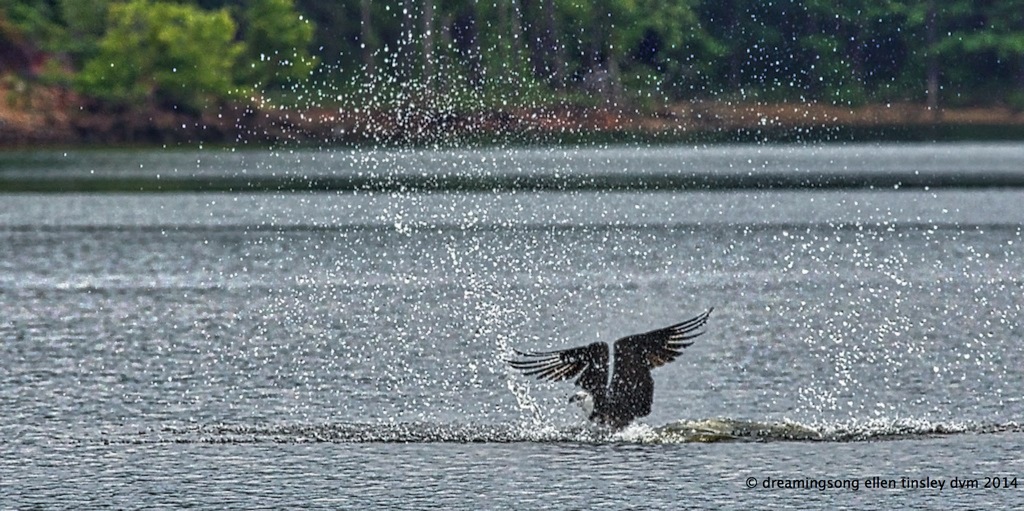 _RK_7323 osprey splash 2014