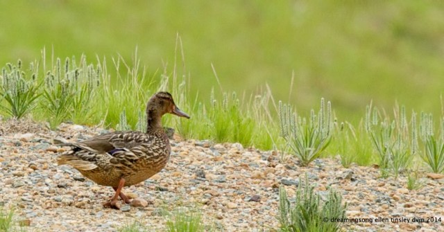 _RK_7367 mallard hen waddle 2014