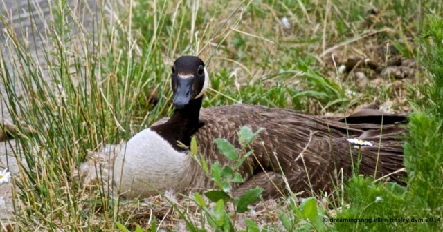 _RK_7377 true mother goose 2   2014