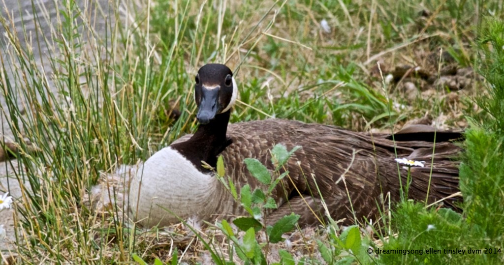 _RK_7377 true mother goose 2   2014