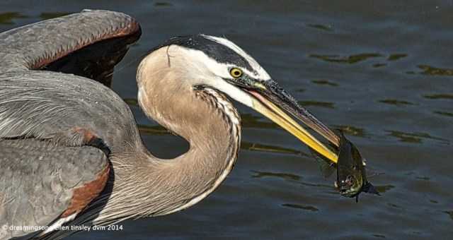 the great blue heron's catch, caught in a moment of light this morning