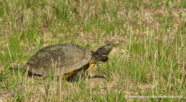 _RK_8205 pond turtle 2014