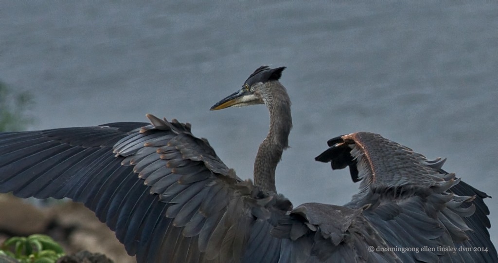 _RK_8365 immature GBH lands 2014