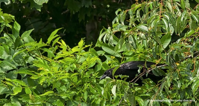 _RK_8451 crow thief2014