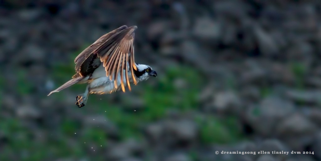 _RK_9029 gilded osprey 2014