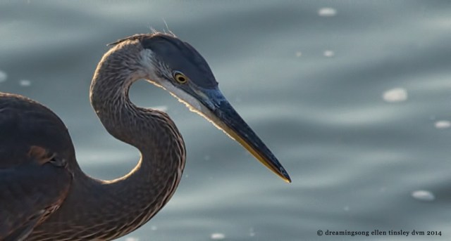 _RK_9061 dawn immature GBH fishing 2014 (1)