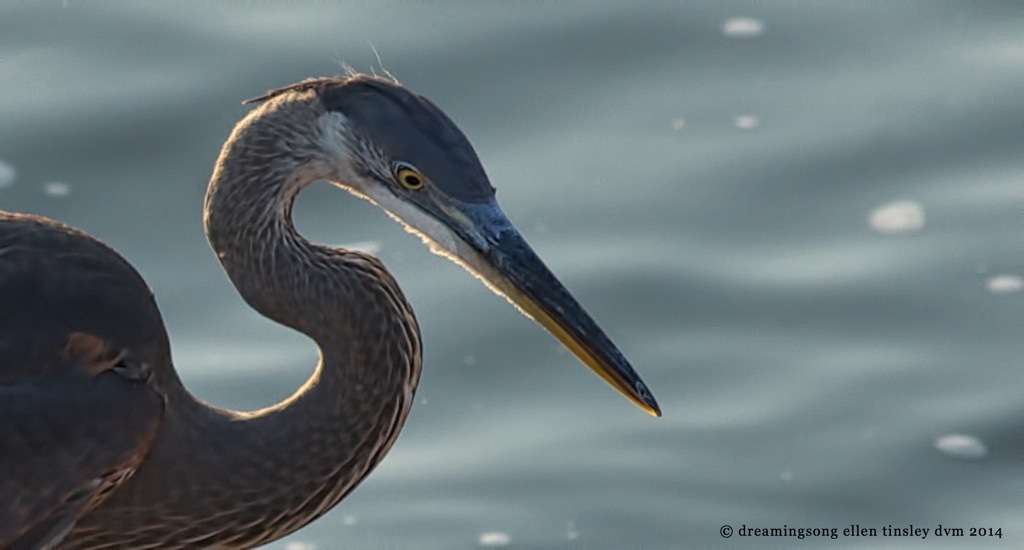_RK_9061 dawn immature GBH fishing 2014 (1)