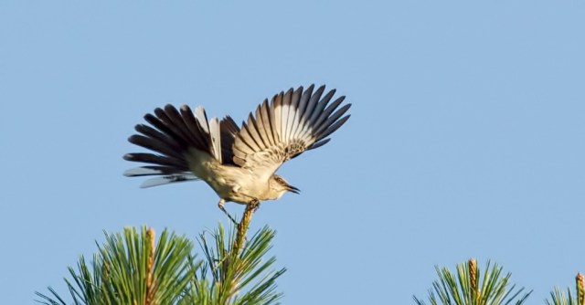 _RK_9086 landing mockingbird 2014