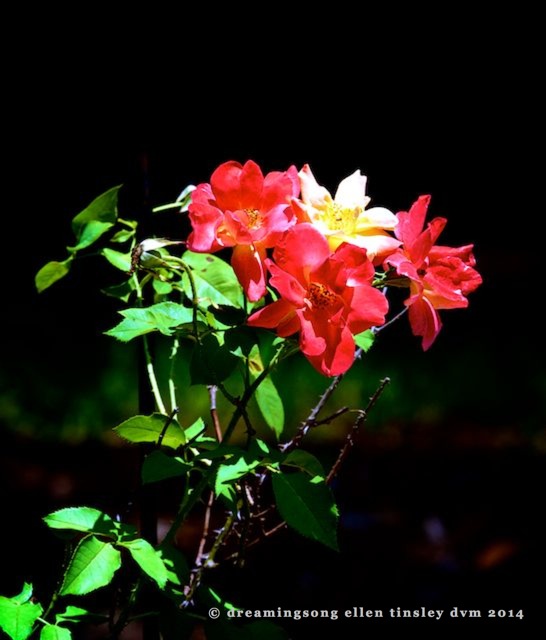 _RK_9549 - Version 2 roses2014 (1)