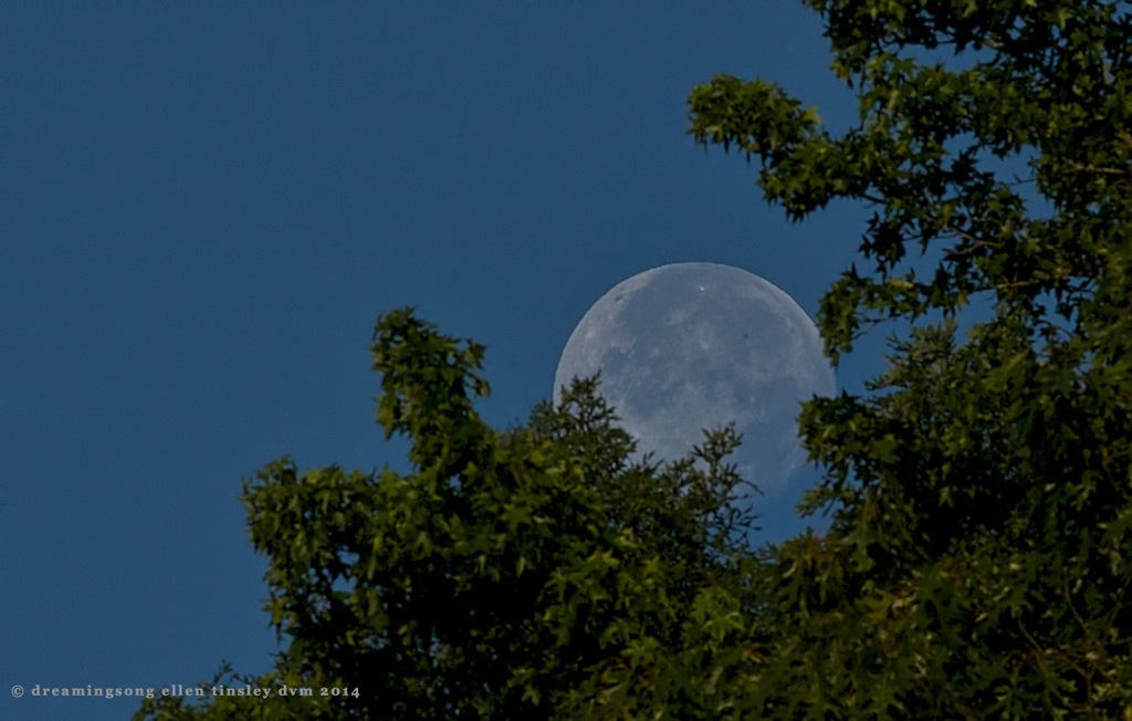 _RK_9664 moon 0649 June 15 2014
