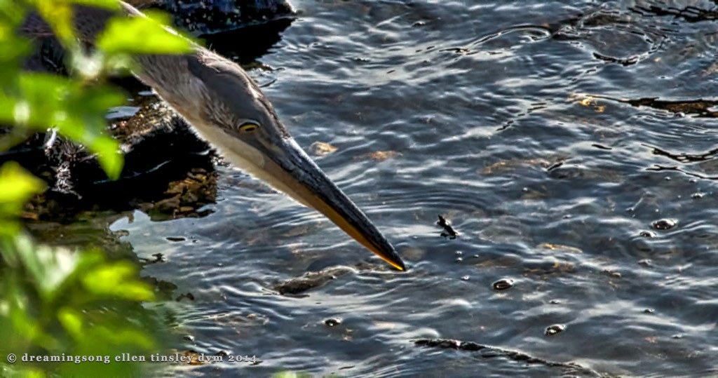 _RK_9754 immature GBH stalk