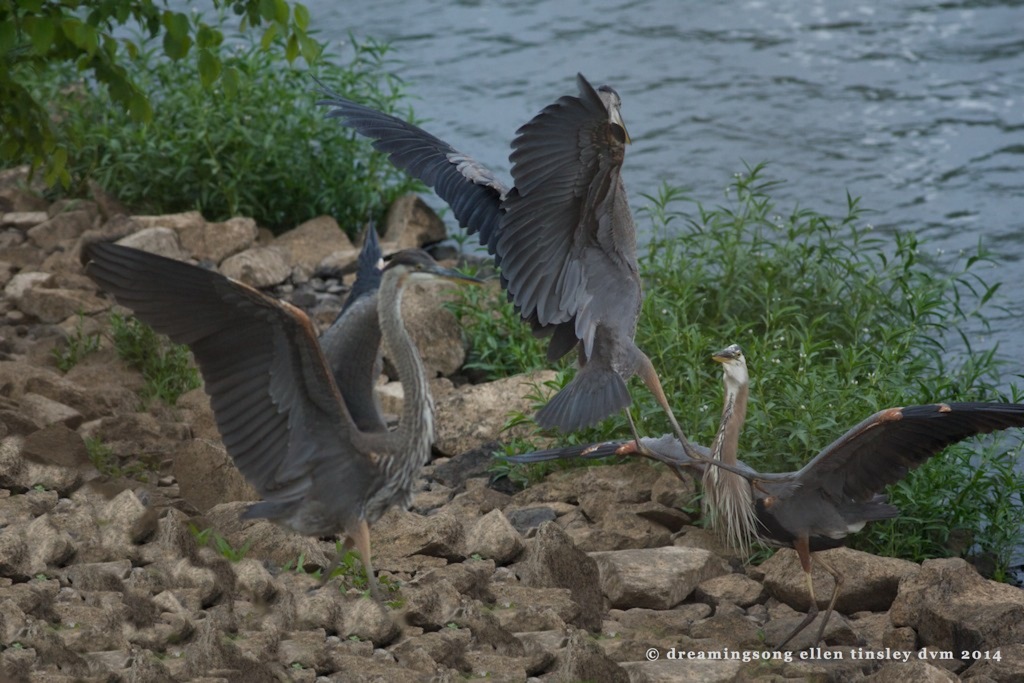 _RK_9833 - Version 2 territory dispute 3 GBH 2014