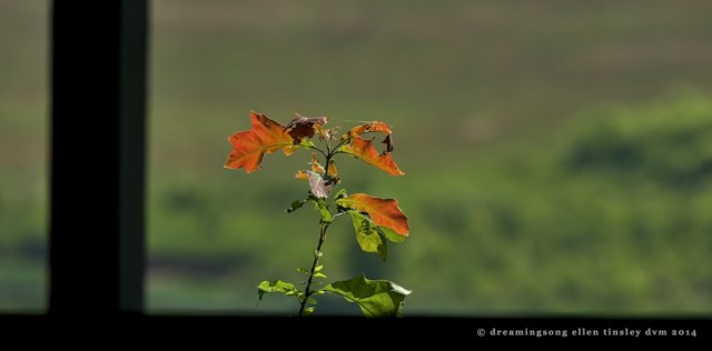 _RK_9991 spring blaze 2014