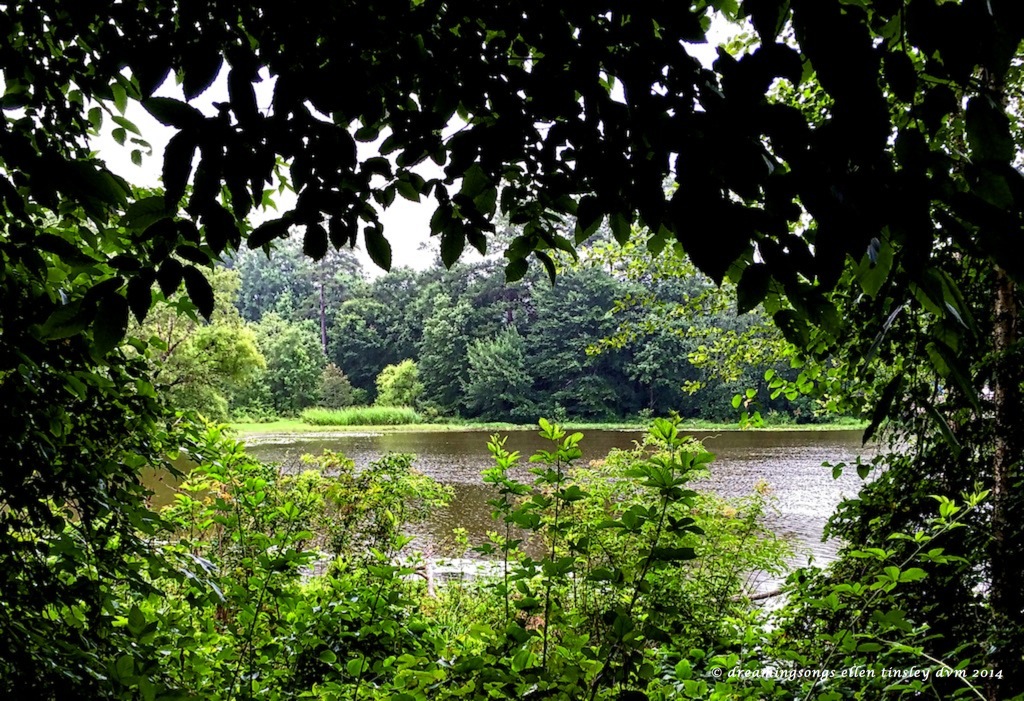 IMG_6629 Yates Mill pond2014 (2)