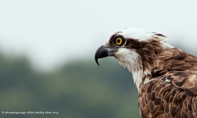 IMG_9758 Ace intent 176 mm 2014 (1)