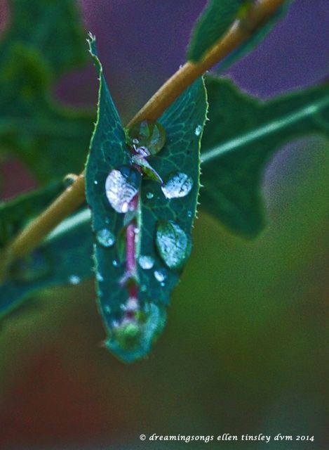 IMG_9858 dragon's tears 2014 (1)