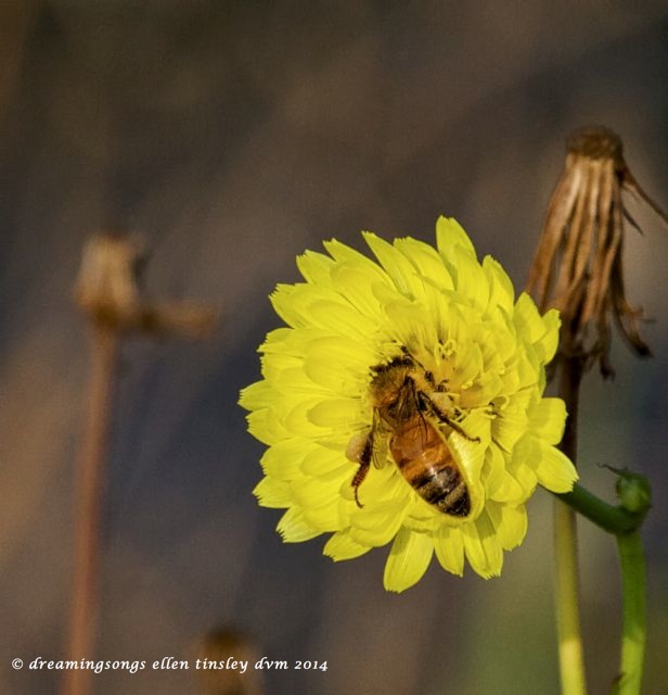 IMG_9944 honeybee pollen sacs 2014