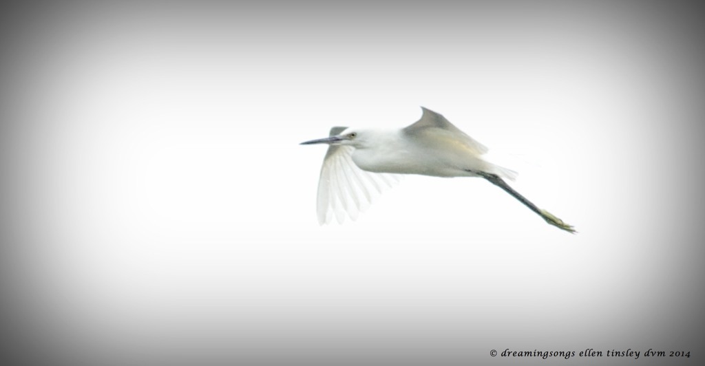 _RK_0015 snowy egret Haw River 2014