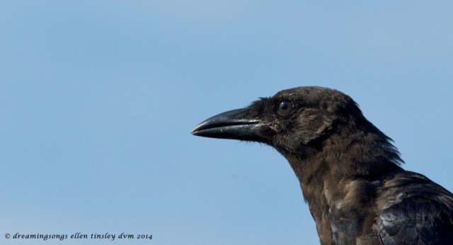_RK_0259 questing young crow 2014