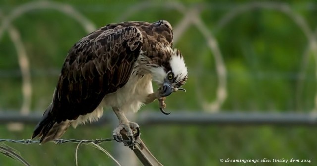 _RK_0380 careful scratching 2014