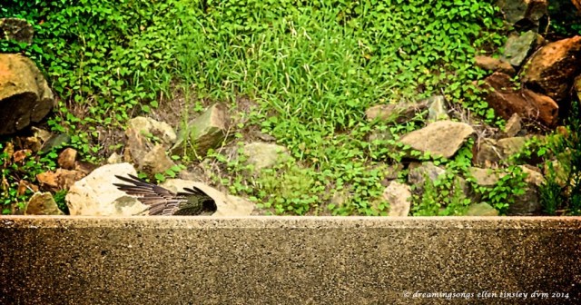 _RK_0477 wing wall osprey 2014