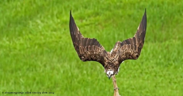 _RK_0868 osprey concentration 2014