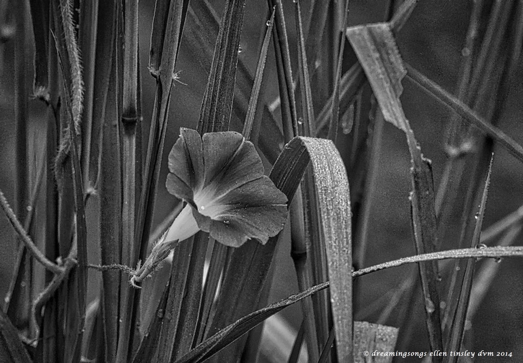 _RK_0948 morning glory black and white 2014