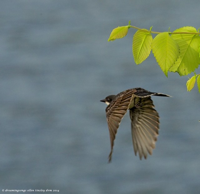 _RK_1148 eastern kingbird fledgling 2014