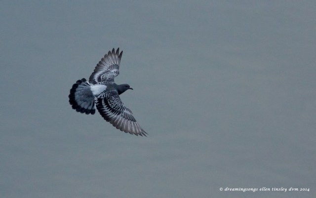 _RK_3753 rock pigeon flight 2014